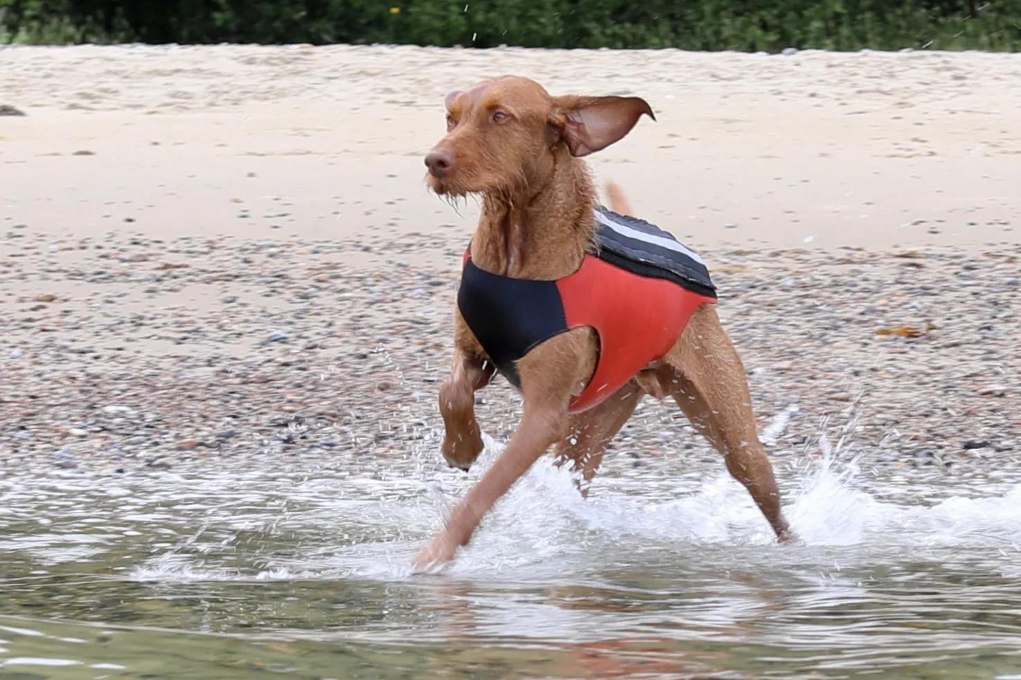 Active Dog Coat - Orange