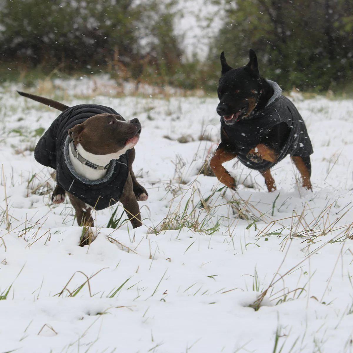 Alpine Extreme Weather Puffer Dog Coat Black